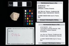Foto (Objekt + Etikett) von Cracensigillatus acutirostris (Moericke, 1889)  (NHMW-GEO-2014-0194-0162)